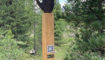 Tracce della natura
