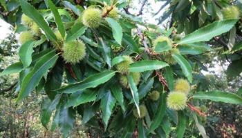 1001 ricci 1001 ricci.jpg