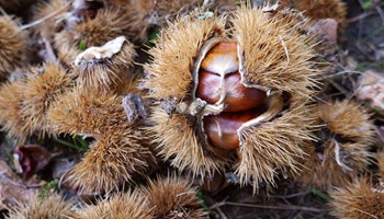 1003 riccio 1003 riccio.jpg