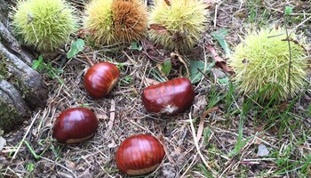 1004 ricci e castagne 1004 ricci e castagne.jpg