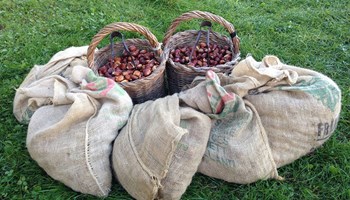 1007 sacchi 1007 sacchi.jpg