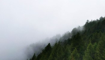 1000 alberi 1000 alberi.jpg