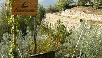 LABORATORIO DI ACQUERELLO E DEGUSTAZIONE OLIO 