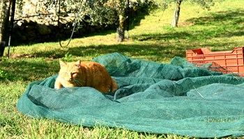 20221018_211307 Trekking e degustazione olio extravergine di oliva