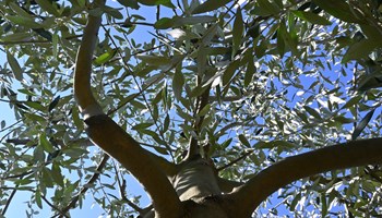 LABORATORIO DI ACQUERELLO E DEGUSTAZIONE OLIO 