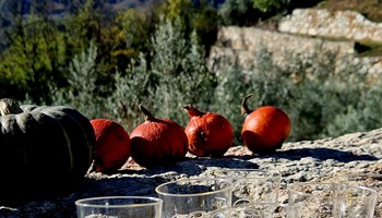 degustazione Trekking e degustazione olio extravergine di oliva