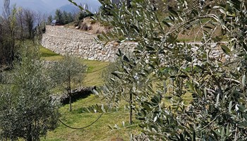 1000 ulivi 2 1000 ulivi 2.jpg