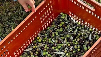 Oliveto Rossetto