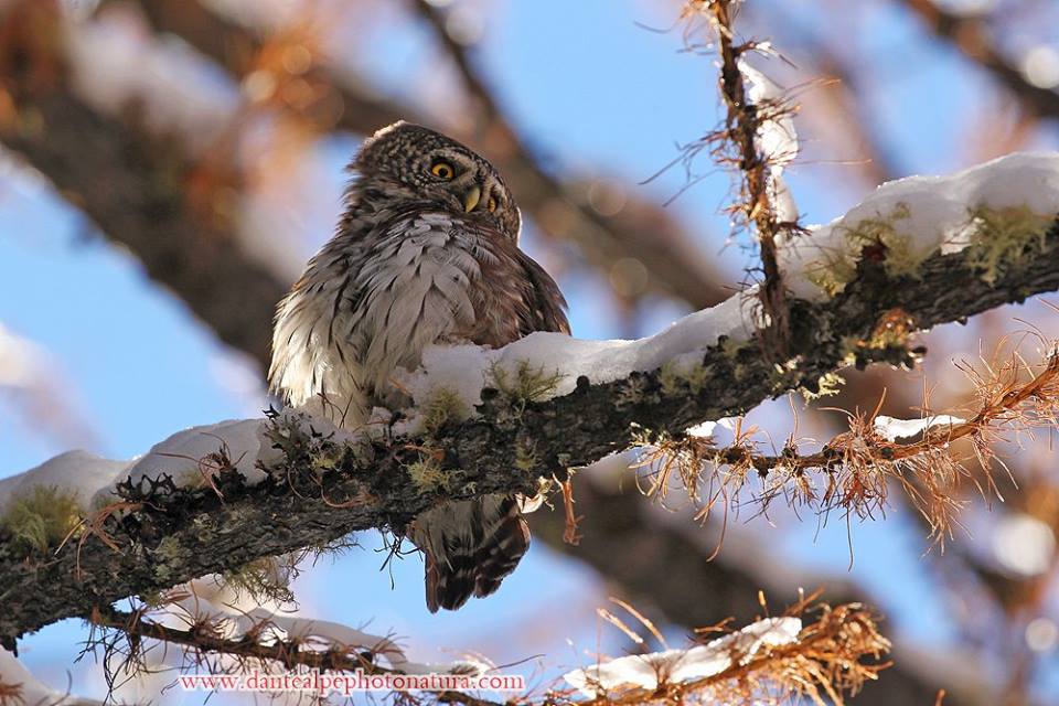 La civetta nana, piccola ma vorace predatrice notturna - Laboratorio Alte  Valli