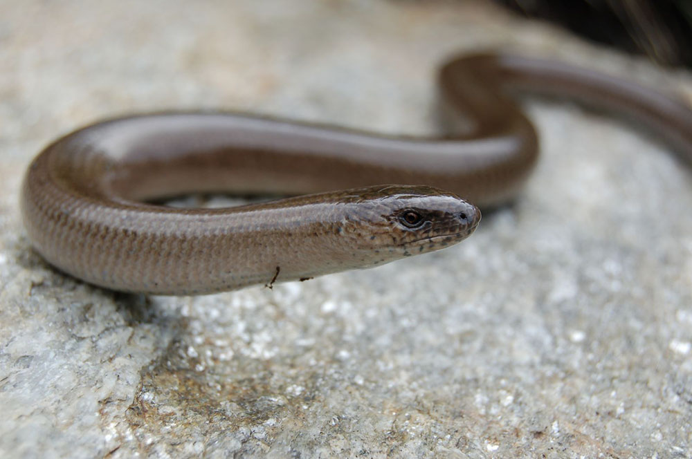 Finta pelle lucida serpente vinaccia